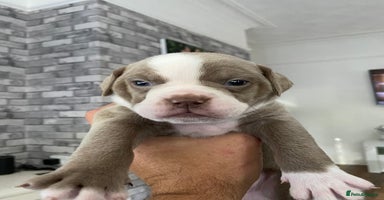 Mixed Breed dogs - Advert 4