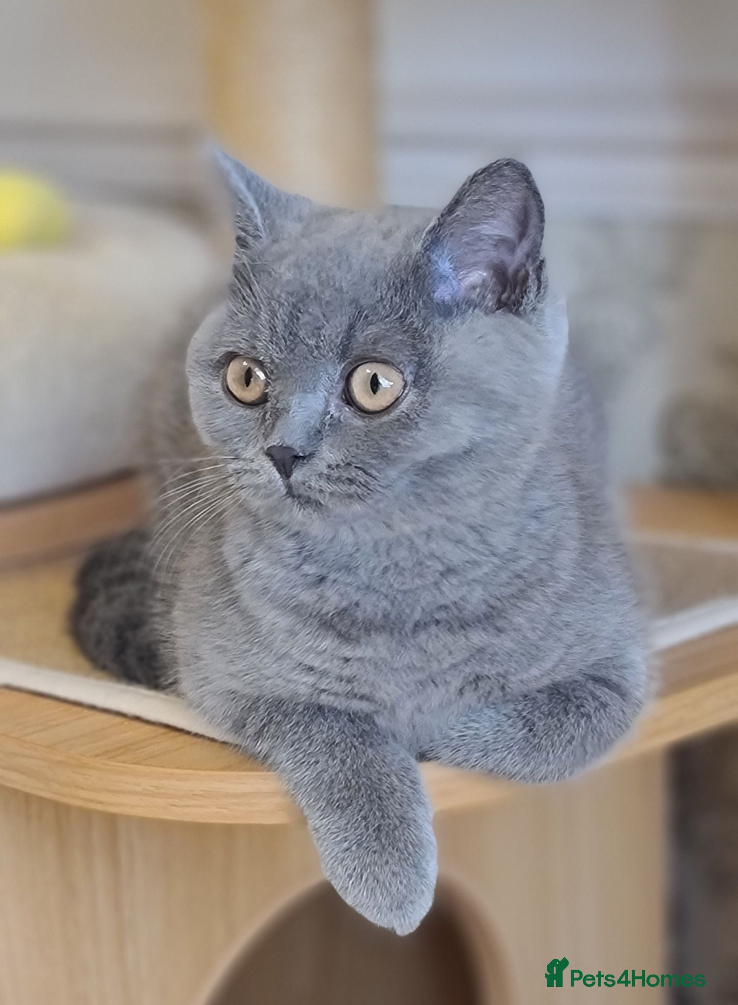 British Shorthair cats Ready Now GCCF BSH girls 💝 - Advert 2
