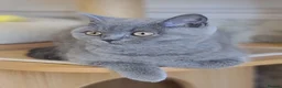 British Shorthair cats for sale: Full vaccination&Register GCCF BSH kittens 💝 - Advert 9