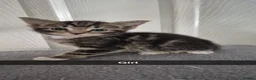 Mixed Breed cats for sale: 5 kittens- £50 each in Birmingham - Advert 5