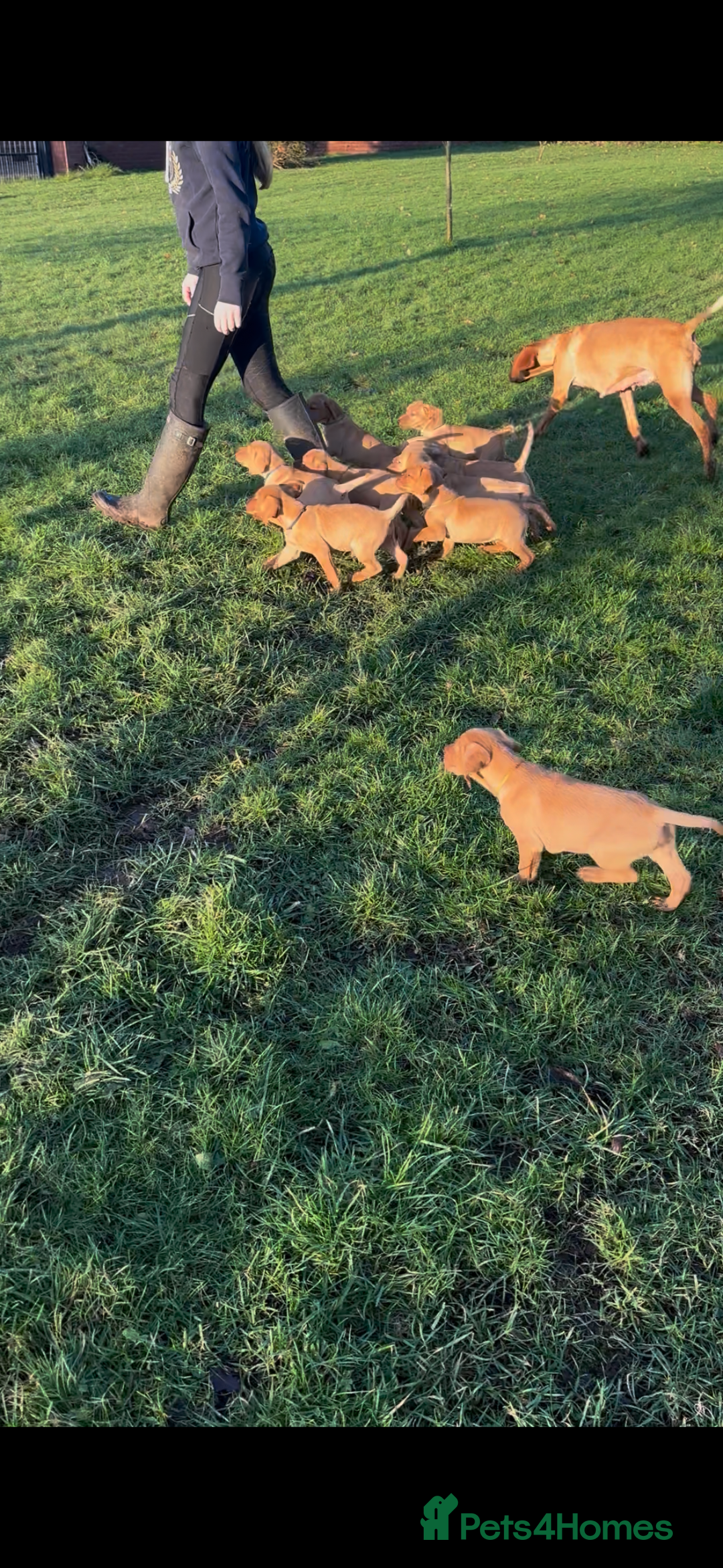 Mixed Breed dogs for sale: Stunning quality Vizslador puppies  - Advert 4
