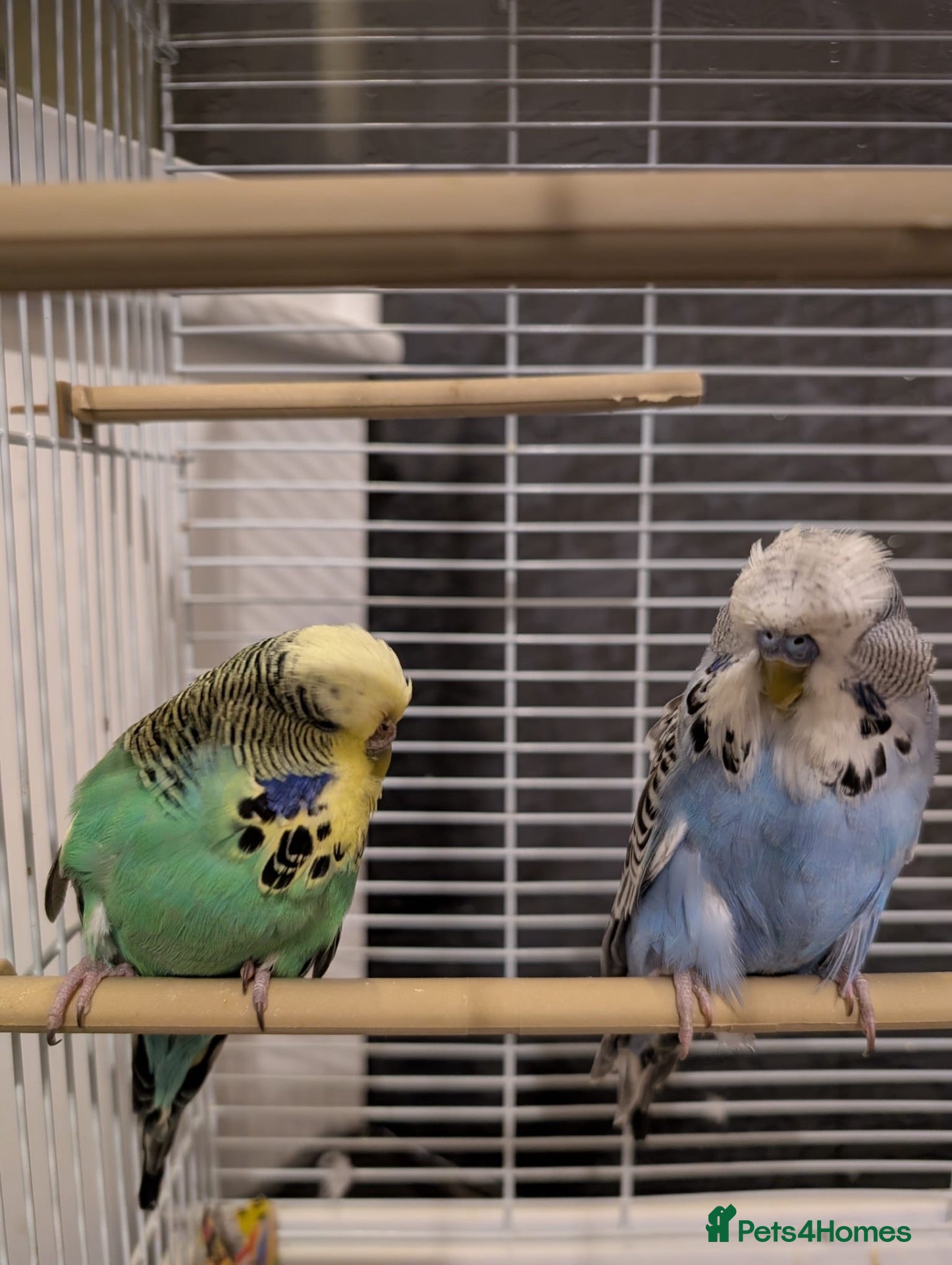 Budgerigars birds Exhibition Budgies Breeder pair and Budgie pair  - Advert 2