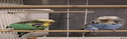 Budgerigars birds for sale: Exhibition Budgies Breeder pair and Budgie pair  - Advert 2