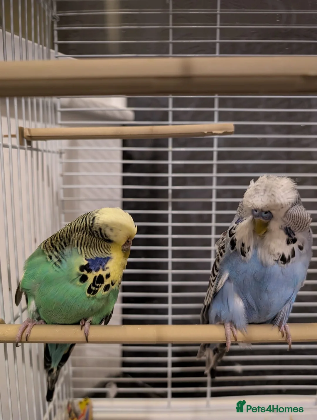 Budgerigars birds for sale: Exhibition Budgies Breeder pair and Budgie pair  - Advert 2