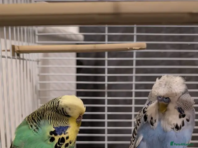 Budgerigars birds Exhibition Budgies Breeder pair and Budgie pair - Advert 2