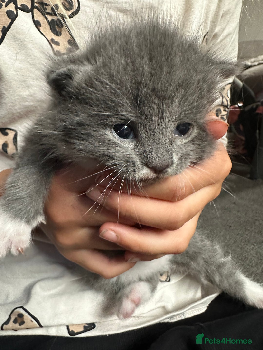 Mixed Breed cats for sale: 3 beautiful greys and a stunning cream kitten - Image 12