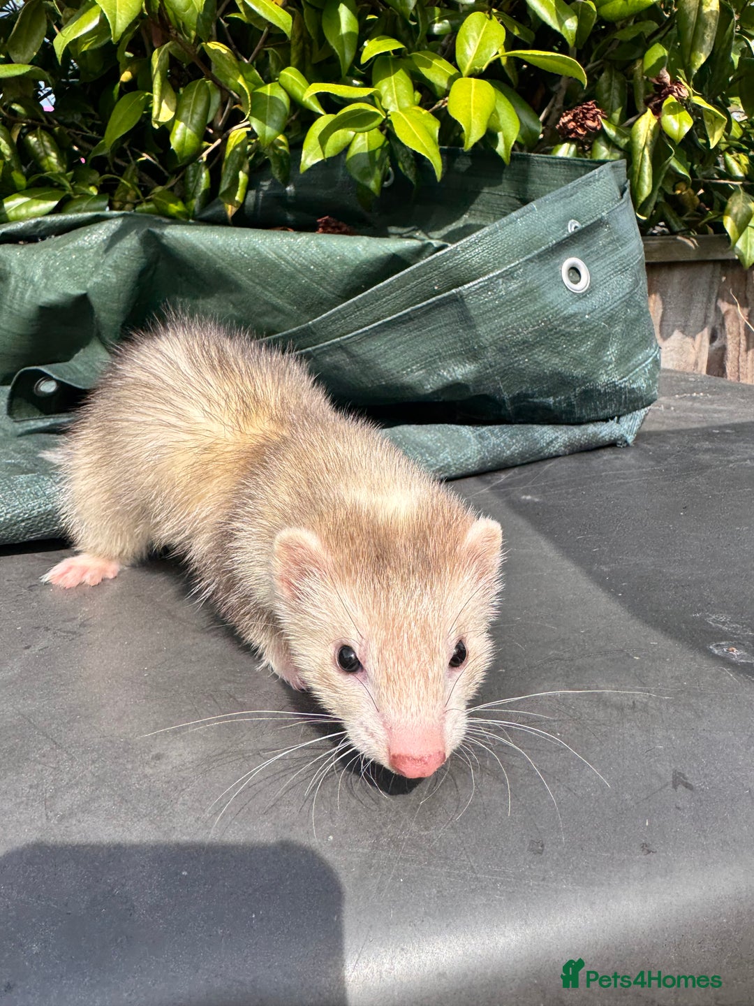 Ferret rodents for sale: Black eyed ferrets  - Image 5