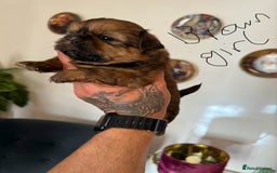 Shih Tzu dogs for sale: Shih Tzu - Image 8