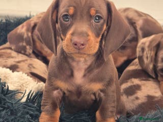 Dachshund dogs Beautiful Dachshund Girl - Advert 20