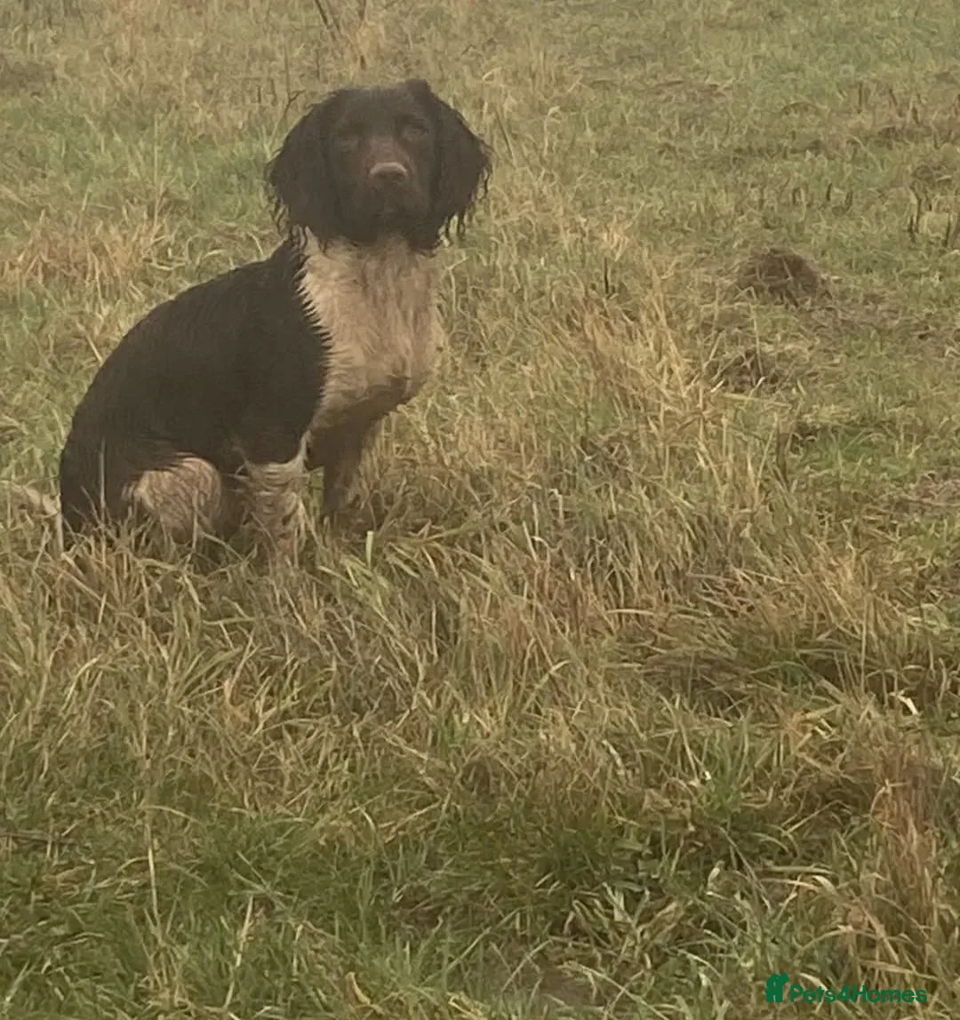 English Springer Spaniel dogs for stud: English Springer Spaniel STUD - Advert 2