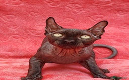 Sphynx cats for sale: Amazing kittens !!! in Maidstone - Image 7