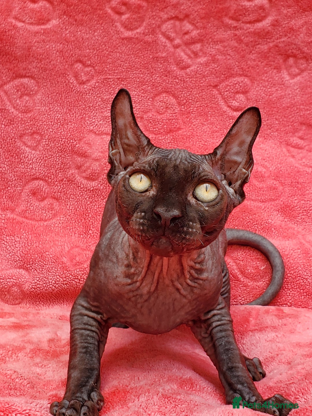 Sphynx cats for sale: Amazing kittens !!! in Maidstone - Image 7