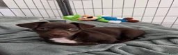 Mixed Breed dogs for sale: Female jackchi puppy waiting for forever home - Advert 3