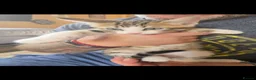 Bengal cats for sale: Beautiful Bengal cross boy - Advert 28
