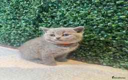 British Shorthair cats for sale: 💕British Shorthair Blue Kittens💕 - Image 15