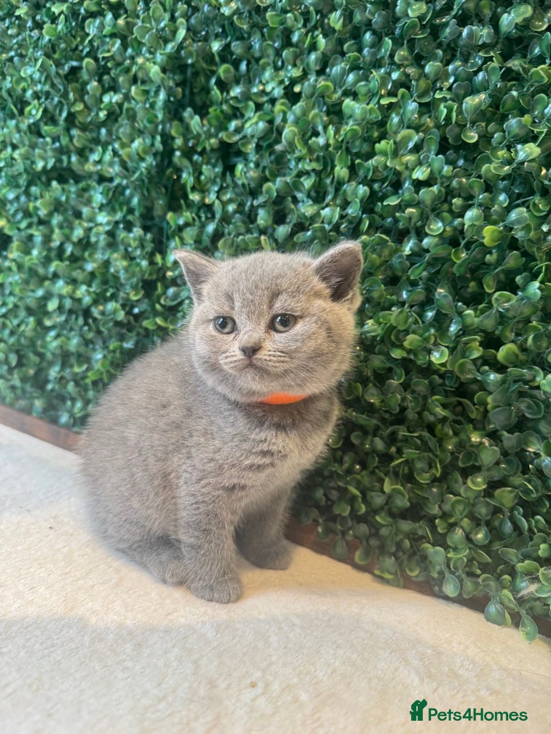 British Shorthair cats for sale: 💕British Shorthair Blue Kittens💕 - Image 15