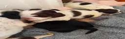 Cocker Spaniel dogs for sale: ❤️ Beautiful KC Show Cocker Spaniel Puppies ❤️ - Advert 16