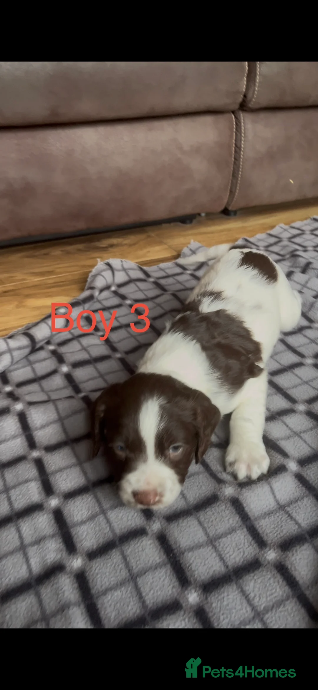 English Springer Spaniel dogs for sale: 5 beautiful English springer spaniel puppies  - Advert 10