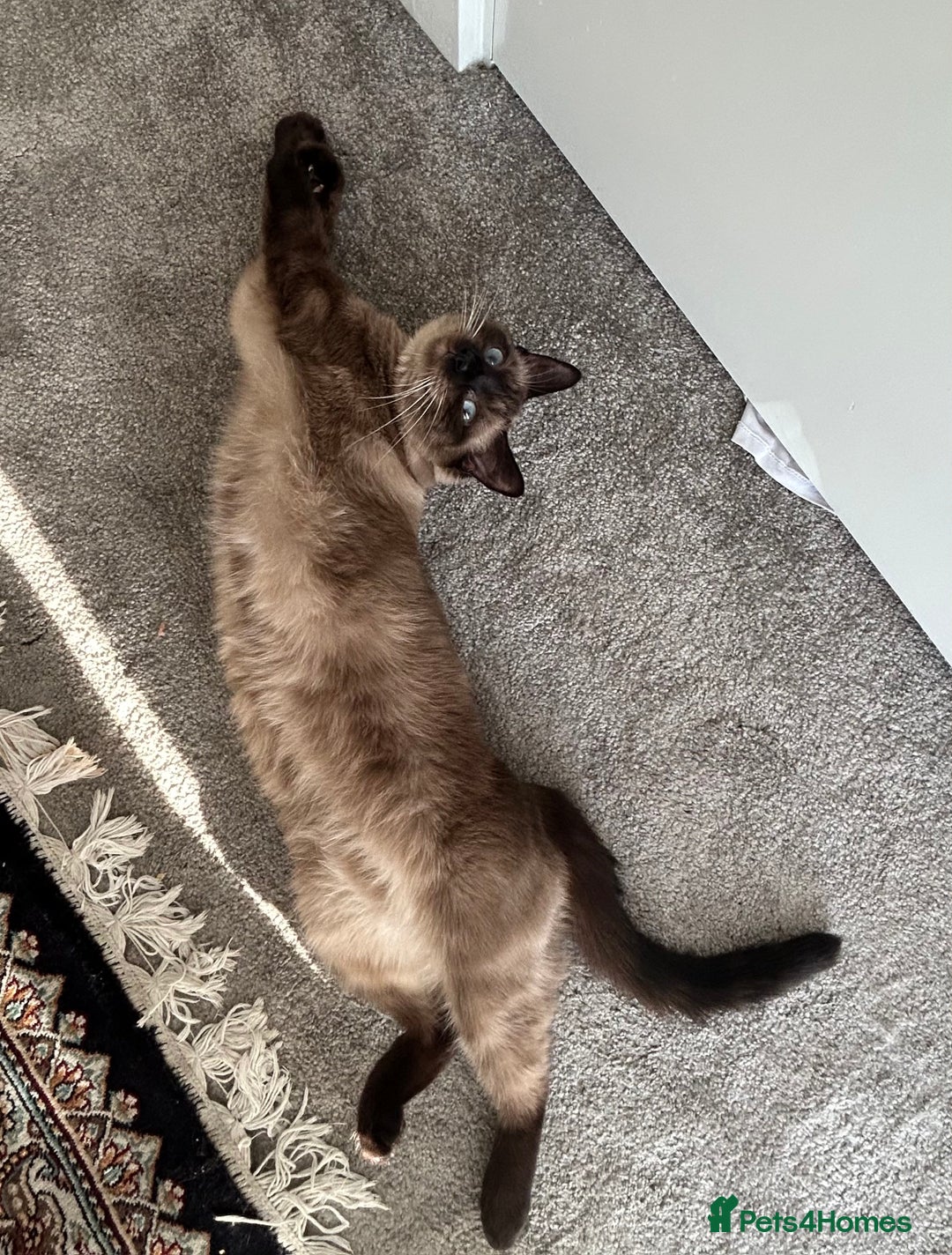 Siamese cats for sale: Cute and lively Siamese and Ragdoll mix cat Female - Image 3