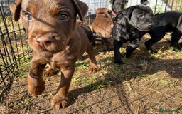 Patterdale Terrier dogs for sale: Gorgeous patterdale pups for sale  - Image 13