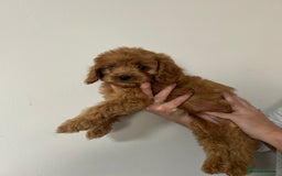Cavapoo dogs for sale: Cavapoos  - Image 3