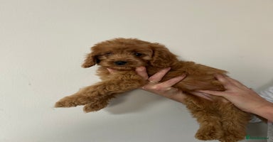 Cavapoo dogs - Advert 3