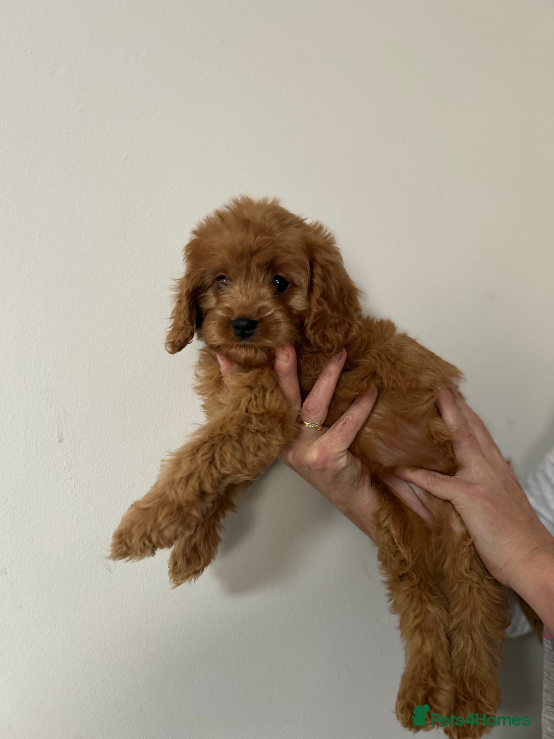 Cavapoo dogs for sale: Cavapoos  - Image 3