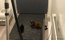 Mixed Breed cats for sale: 2 months old kittens  - Image 5