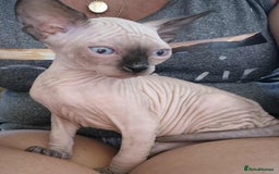 Sphynx cats for sale: Sphynx  - Image 4