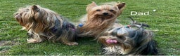 Yorkshire Terrier dogs for sale: One Yorkie left!! Kc registered  - Advert 7
