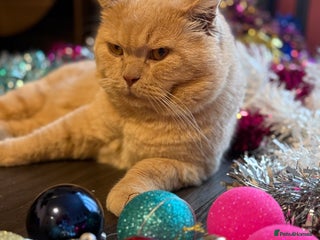 Scottish Fold cats in Newark - Advert 12