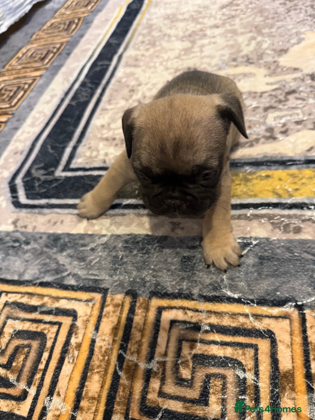 French Bulldog dogs for sale: 4 Little puppy original french bulldog 3 girls1 bo - Image 16