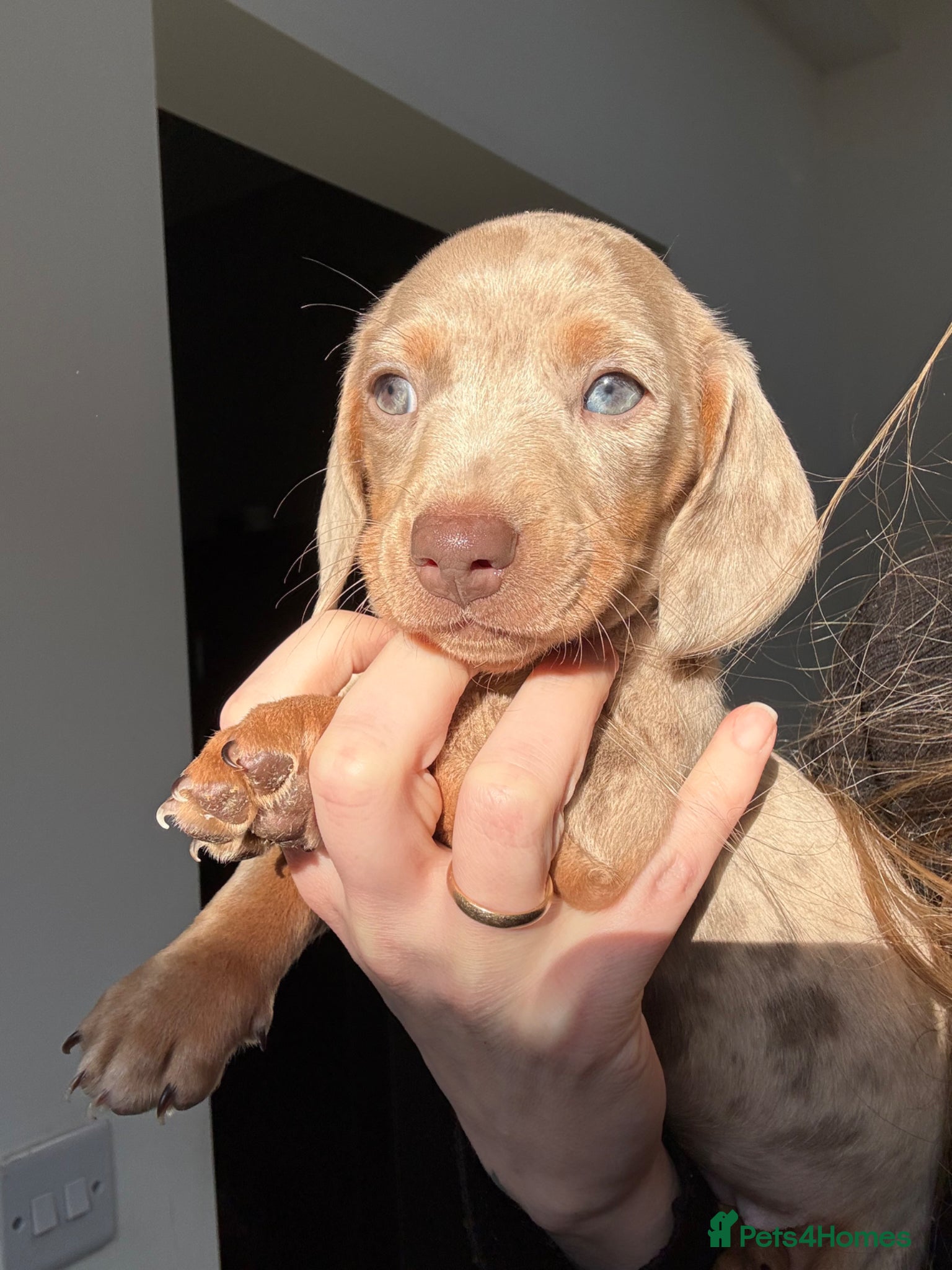 Miniature Dachshund dogs Champion Bloodline - Miniature Dachshund Puppies - Advert 6