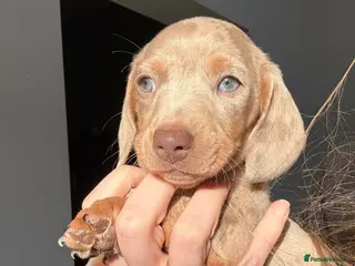 Miniature Dachshund dogs Champion Bloodline - Miniature Dachshund Puppies - Advert 6