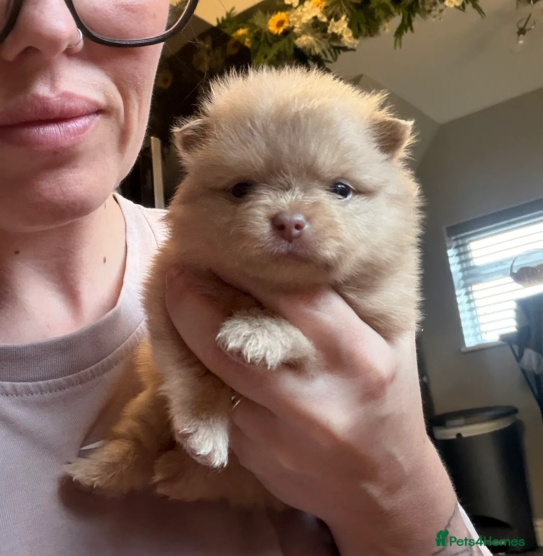 Pomeranian dogs for sale: OUTSTANDING TINY POMERANIAN PUPPIES 🐾 - Advert 24