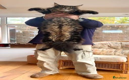 Maine Coon cats for sale: Beautiful Maine Coon Male - Image 6