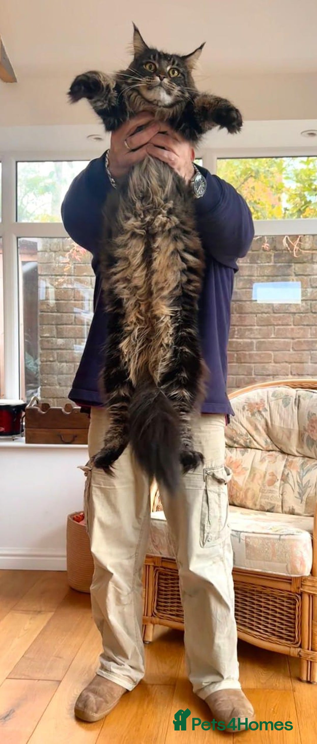 Maine Coon cats for sale: Beautiful Maine Coon Male - Image 6