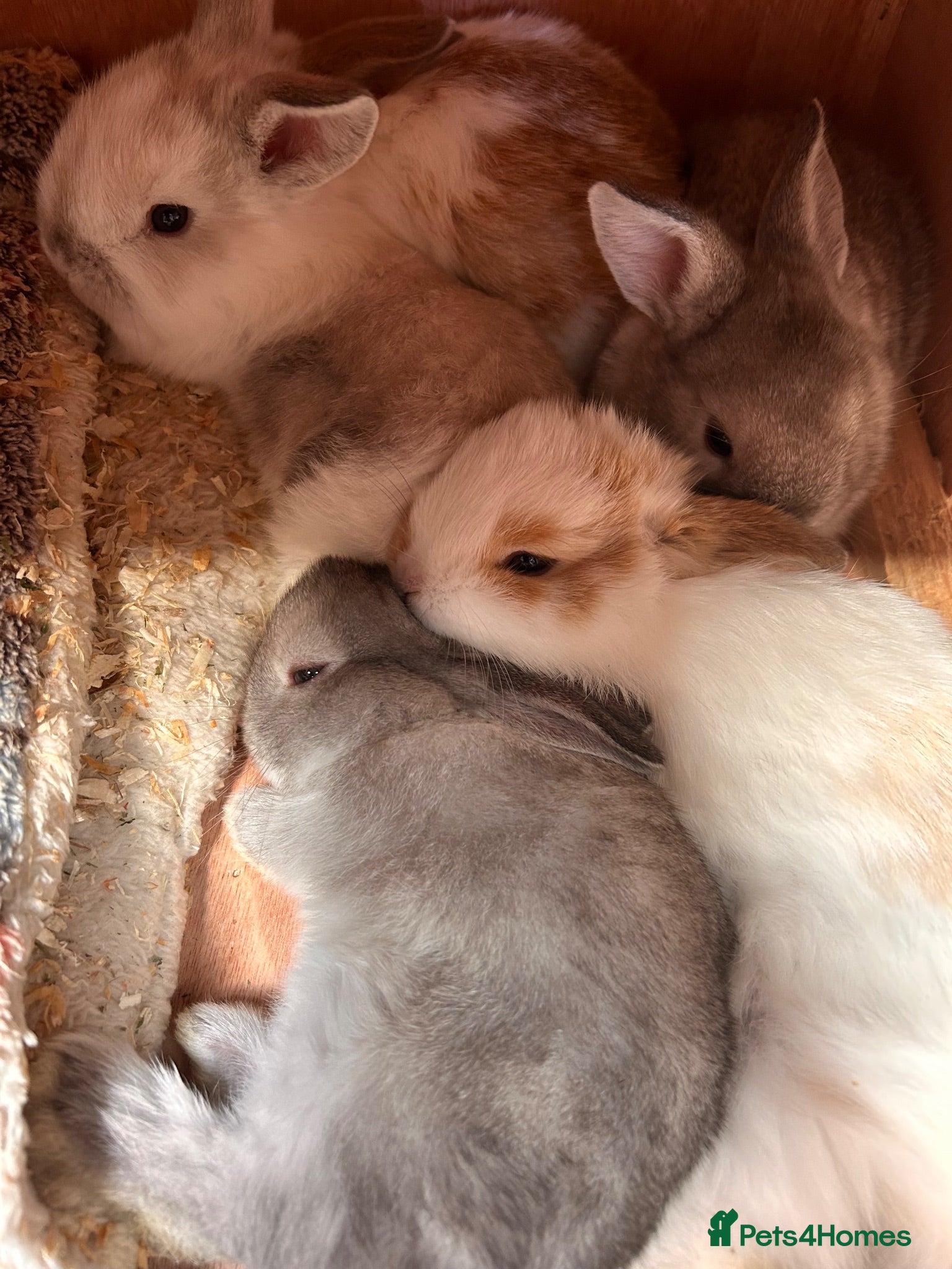 Mixed Breed rabbits 5, mini lop x rex - Advert 1