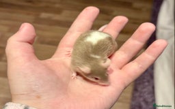 Mouse rodents for sale: Pet Fancy Mice - Adults & Babies - Image 3