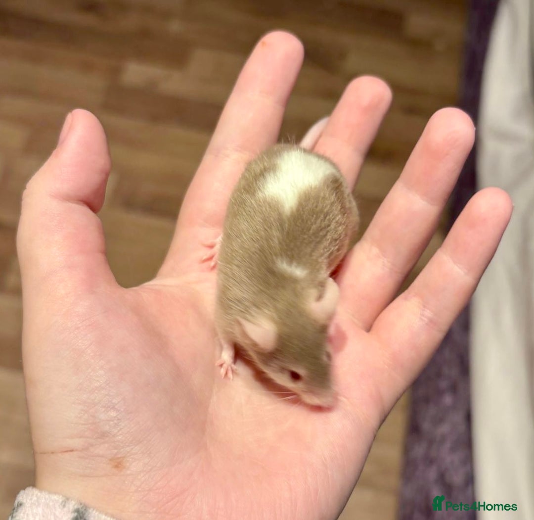 Mouse rodents for sale: Pet Fancy Mice - Adults & Babies - Image 3