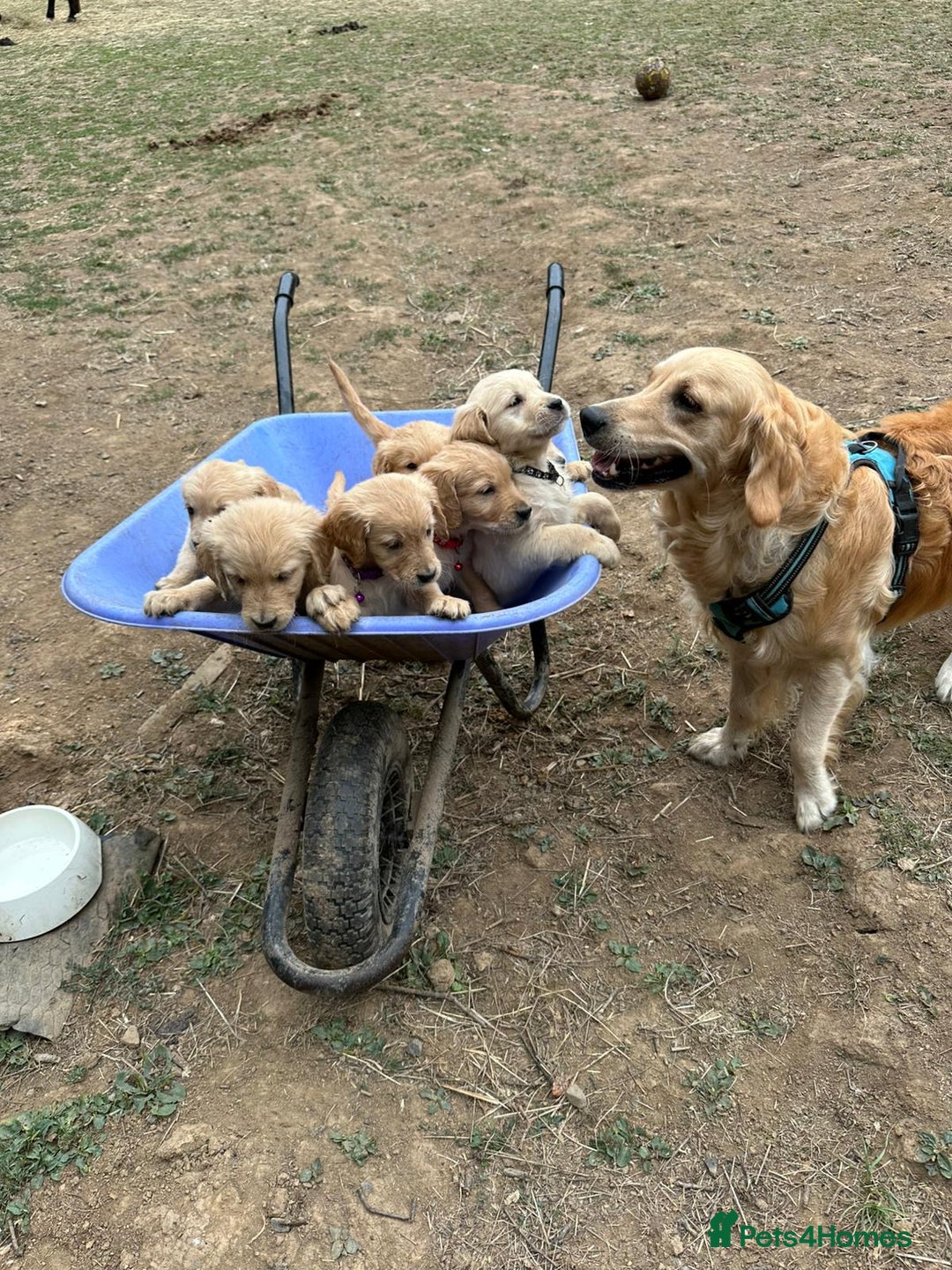 Golden Retriever dogs for sale: Golden Retriever Puppies - Image 9