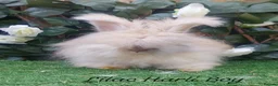 Angora rabbits for sale: Beautiful Angora Ready Now  - Advert 4