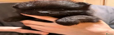 Pomeranian Puppy 3
