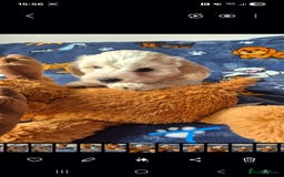 Mixed Breed dogs for sale: F1 Cockapoo and Maltipoo hybrid - Image 6