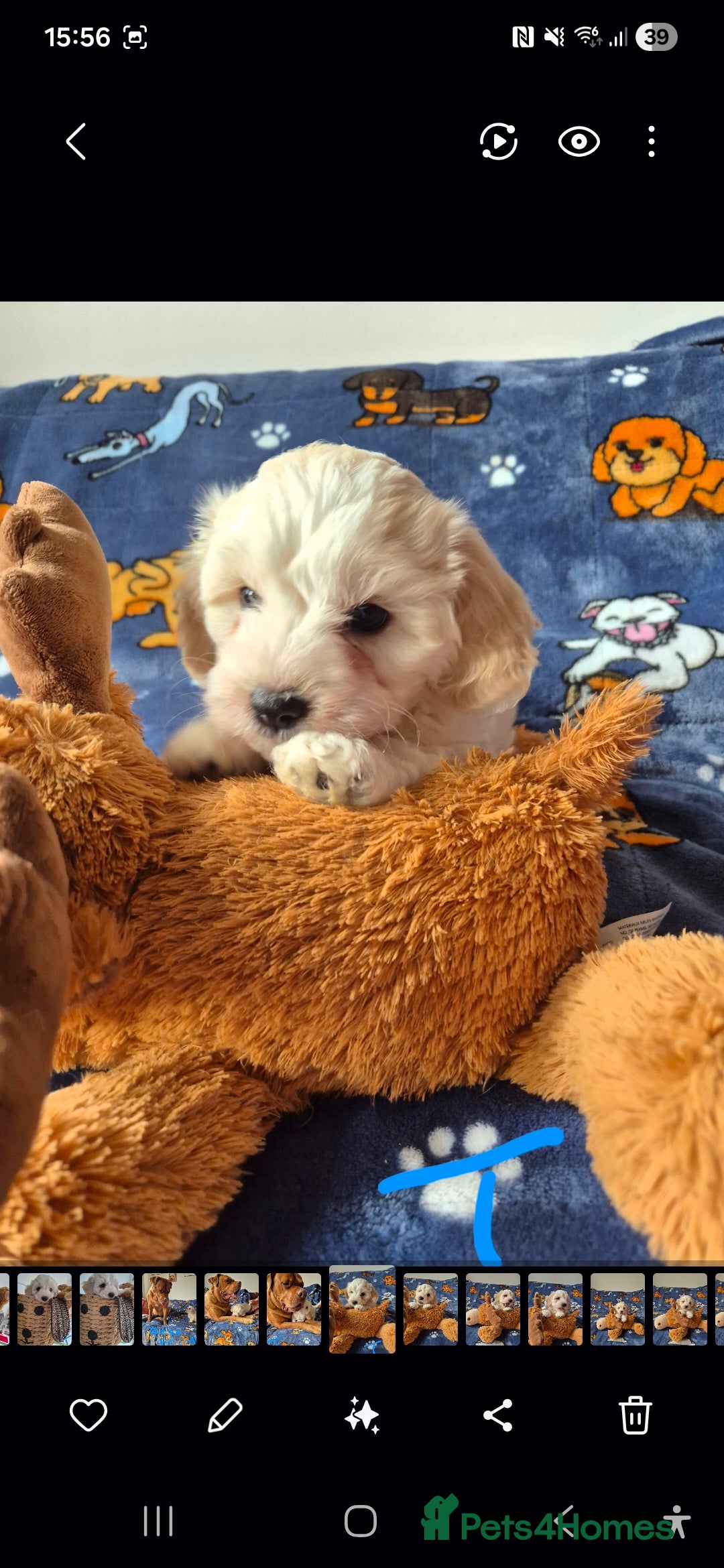 Mixed Breed dogs for sale: F1 Cockapoo and Maltipoo hybrid - Image 6