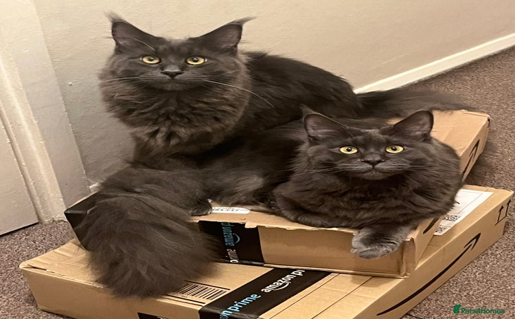 Maine Coon cats - Advert 4