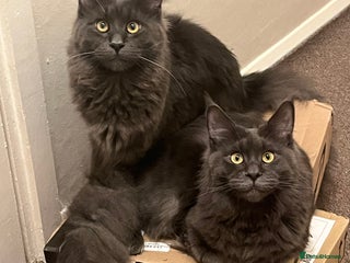 Maine Coon cats - Advert 1