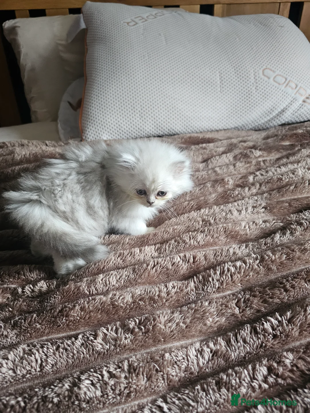 Persian cats for sale: Chinchilla persian female - Advert 4