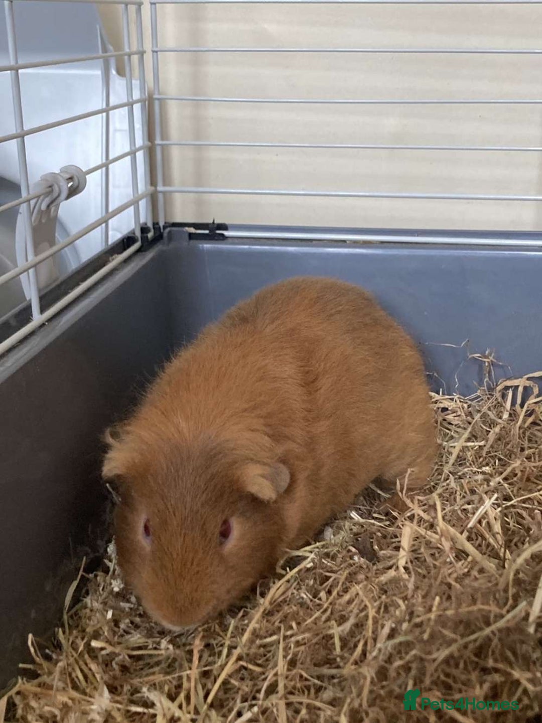 Guinea Pig rodents for sale: Two Guinea pigs - Image 10