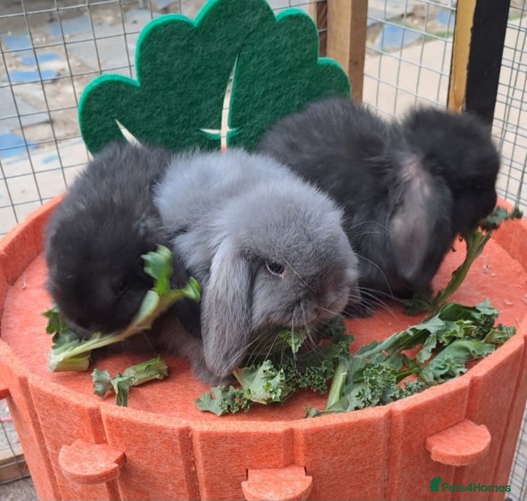 Mini Lop rabbits for sale: Mini cashmere males ready now  - Image 13